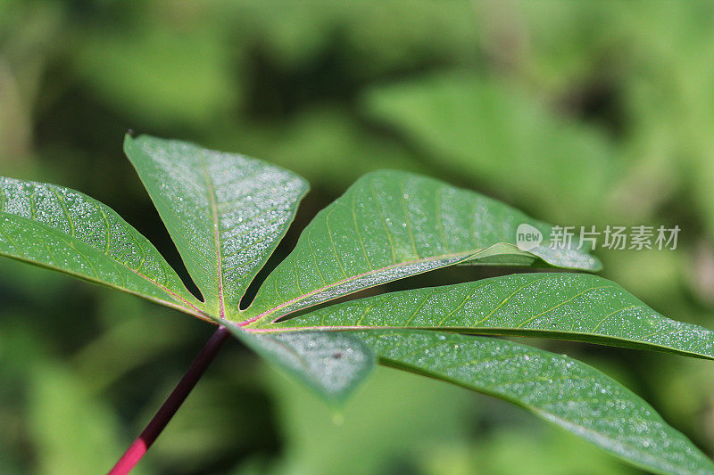 木薯叶(木薯)