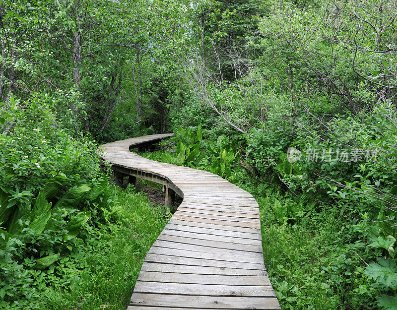 蜿蜒的木板路，山Revelstoke国家公园，加拿大