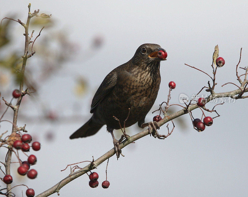 雌性黑鸟正在吃山楂浆果