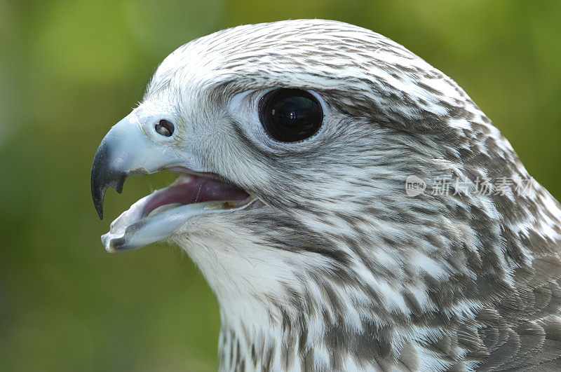 俘虏Gyrfalcon的特写