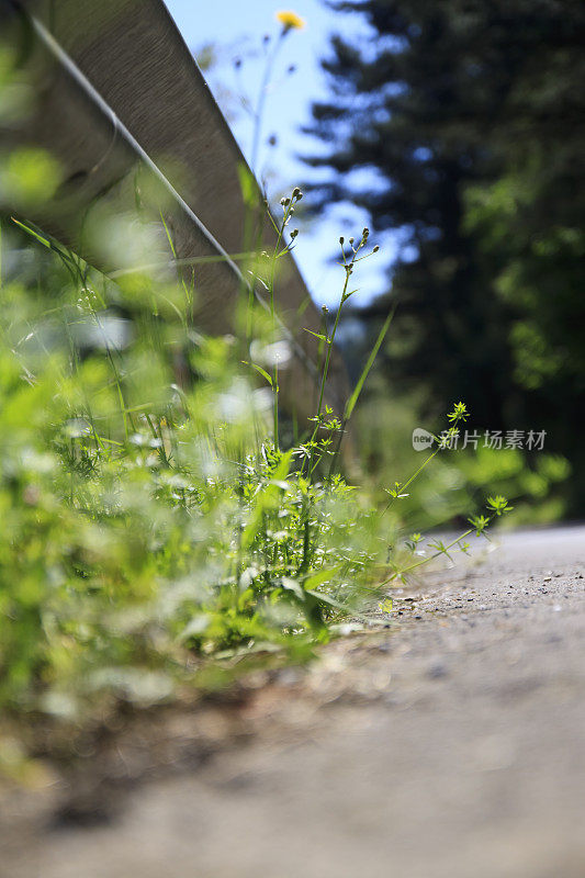 植物在路