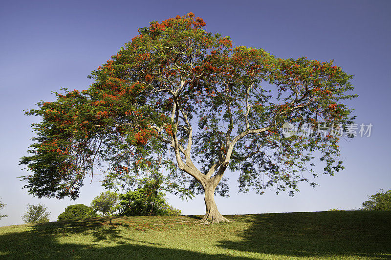 皇家Poinciana