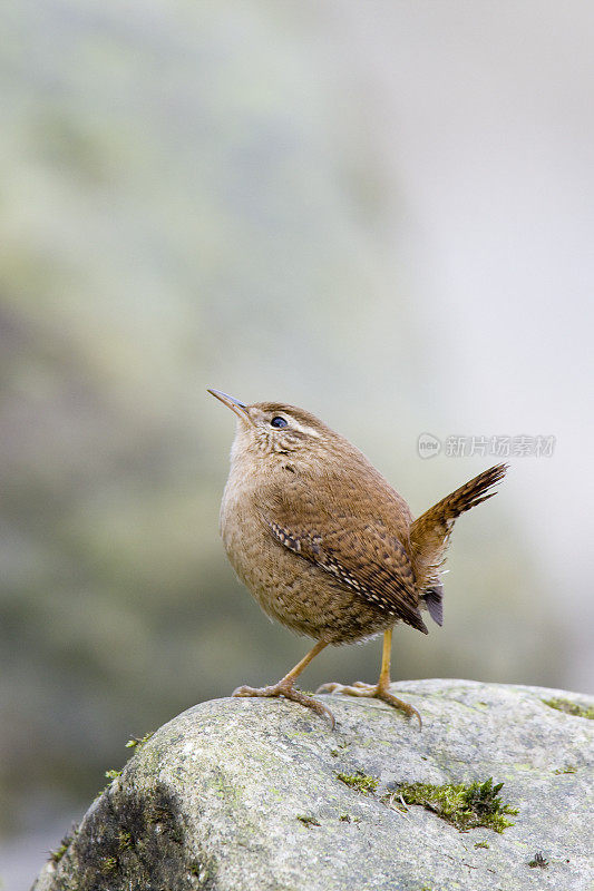 雷恩(Troglodytes-troglodytes)