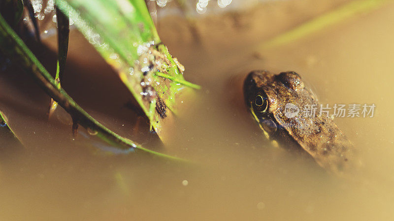 泥潭的青蛙