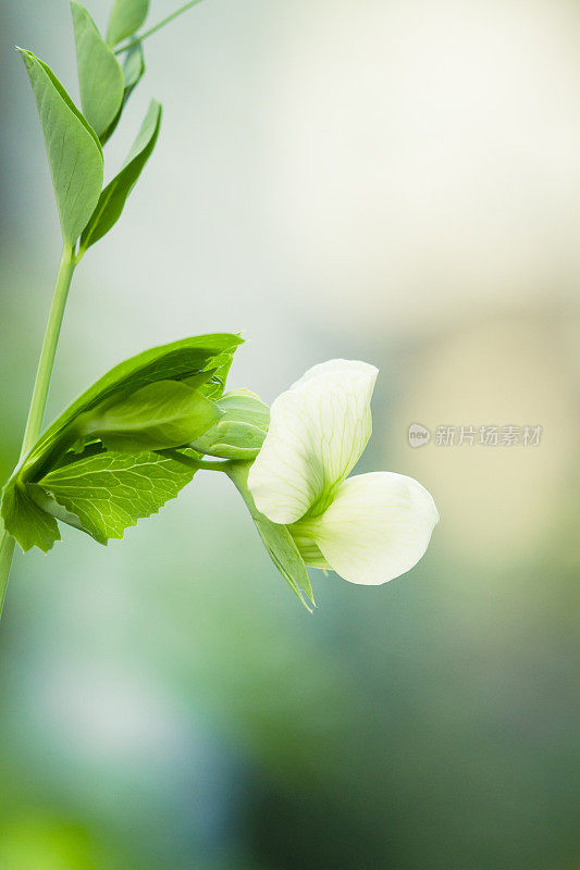 近距离观察生长在花园里的绿豌豆。花