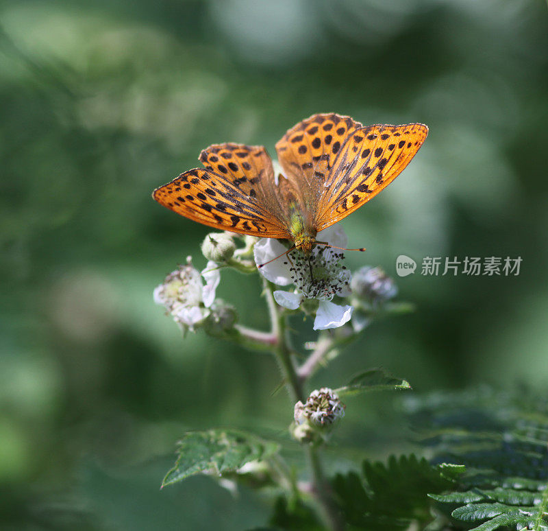 黑莓花上银色的贝母