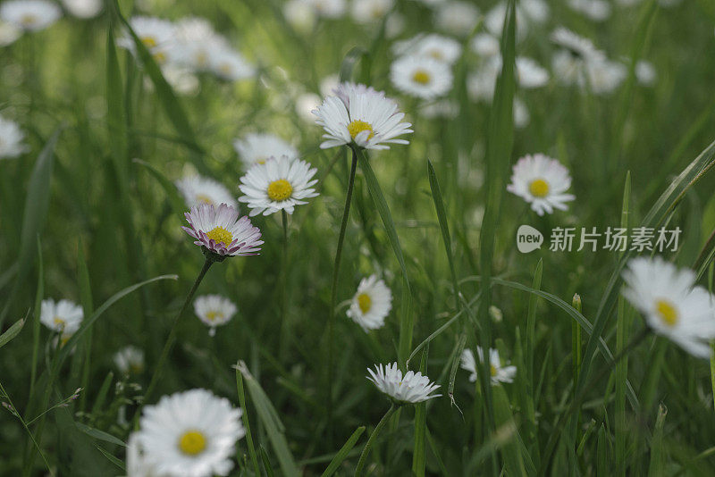 鲜嫩的草地上长满了牛眼雏菊