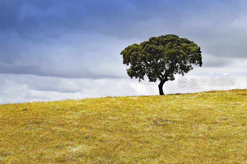 葡萄牙阿连特霍，野花丛生的草地上的一棵孤独的栓皮栎