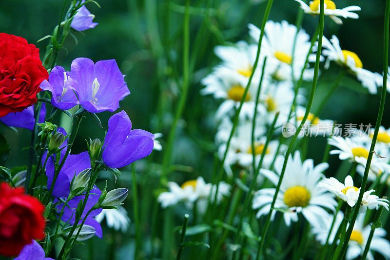 玫瑰、铃花和雏菊