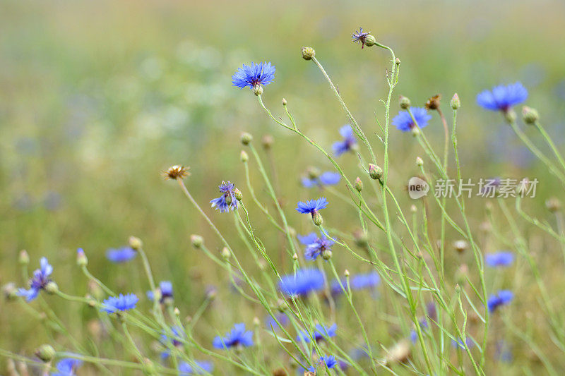 矢车菊