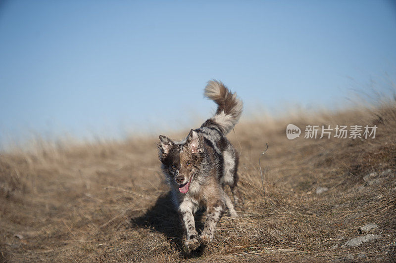 快乐的澳大利亚牧羊犬跳跃