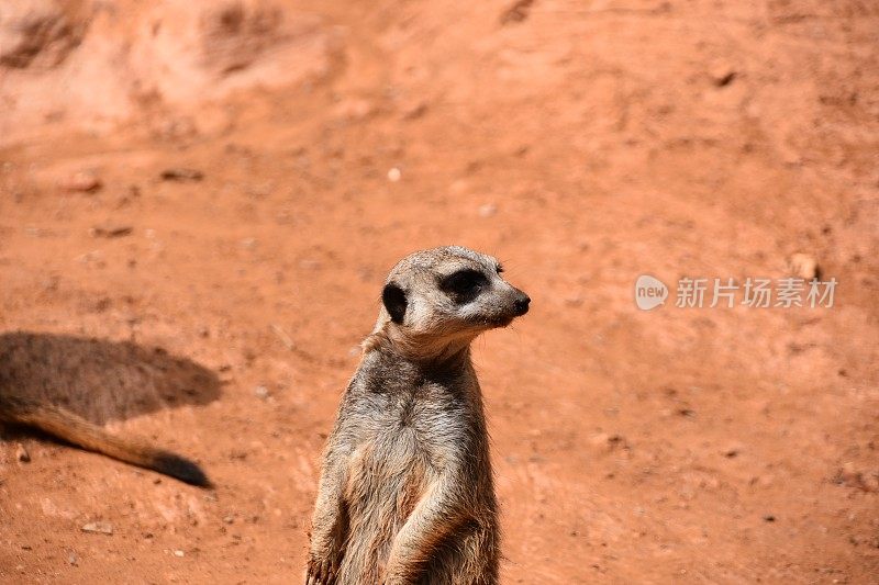 喀拉哈里沙漠猫鼬