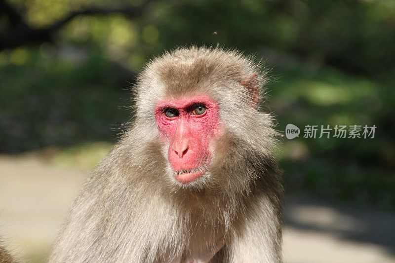 凝视日本雄性阿尔法猕猴