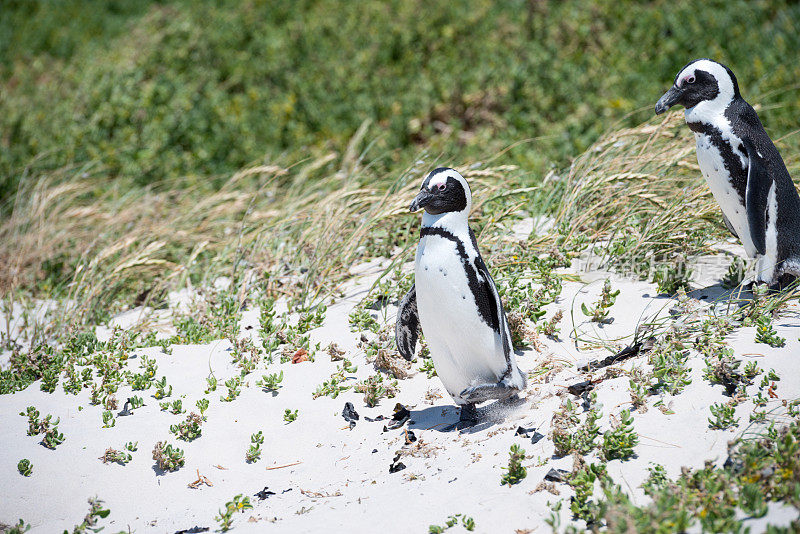 南非巨石海滩上的企鹅