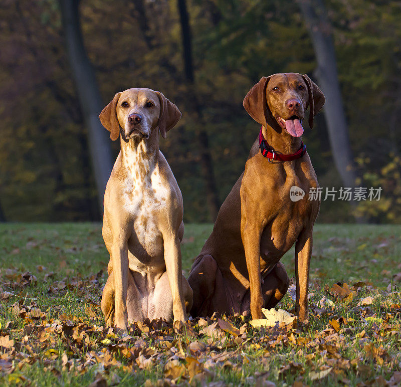 两只细心的马扎尔・维兹拉猎犬