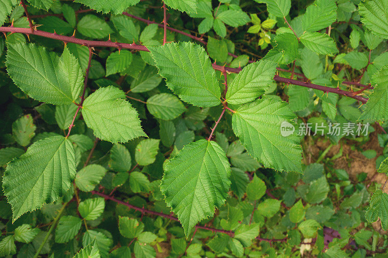 初夏荆棘