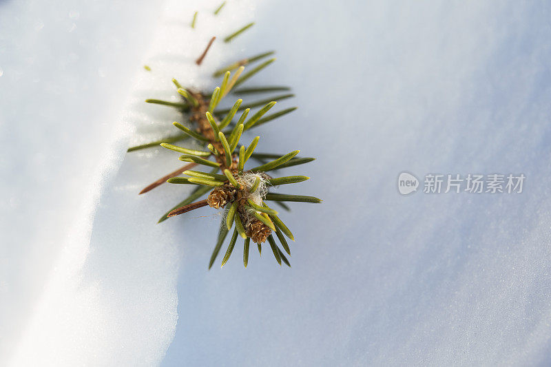 绿色云杉枝和雪