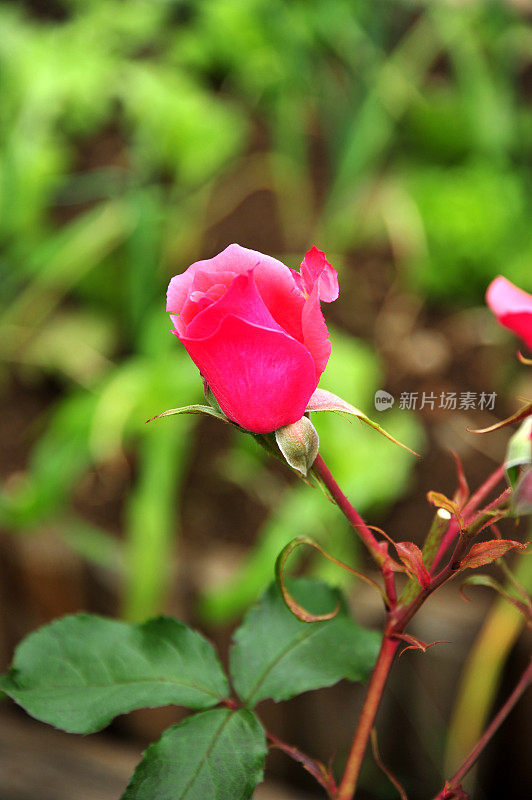 粉红色的玫瑰花蕾