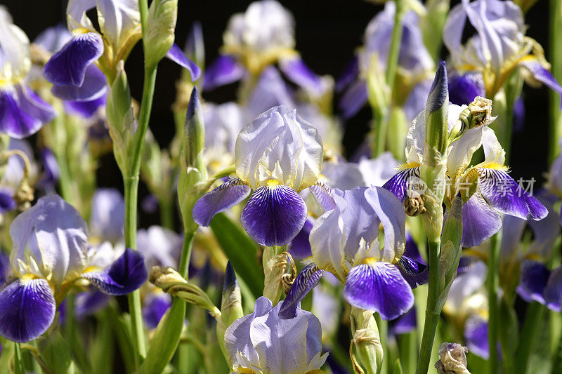 虹膜花