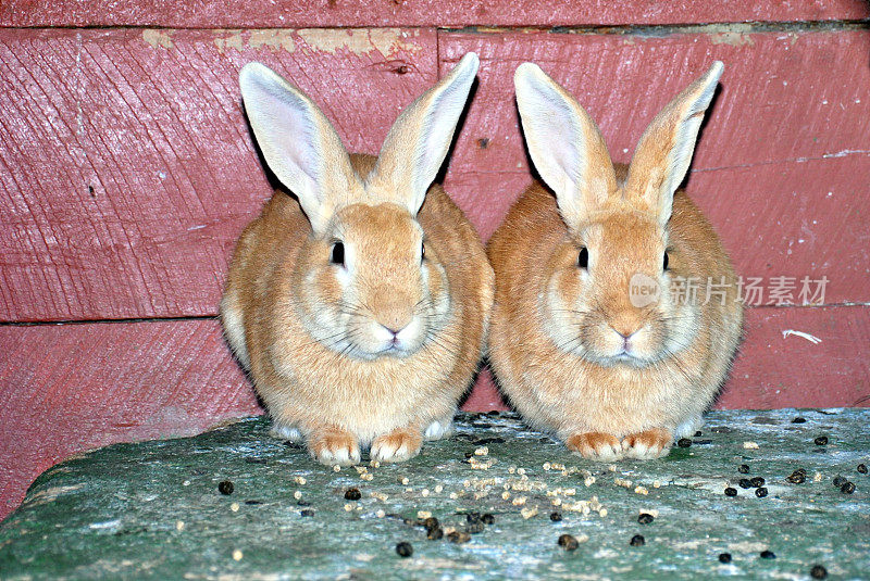 看见双-两只兔子