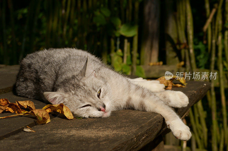 秋天的懒猫