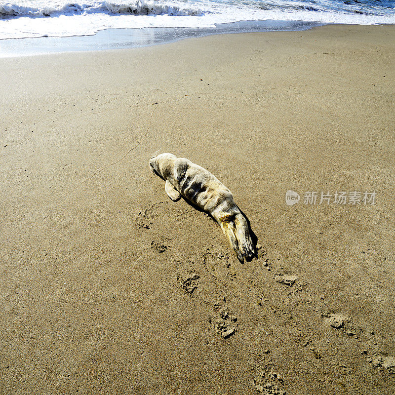 海滩上的死海豹