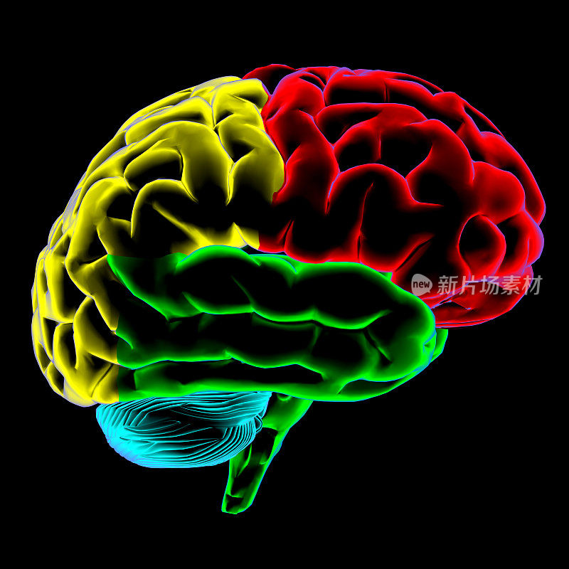 彩色扫描人的大脑