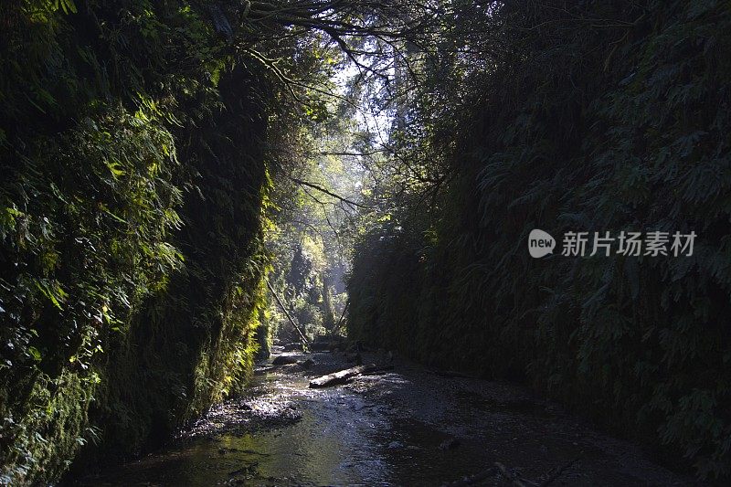 蕨类植物峡谷阴影