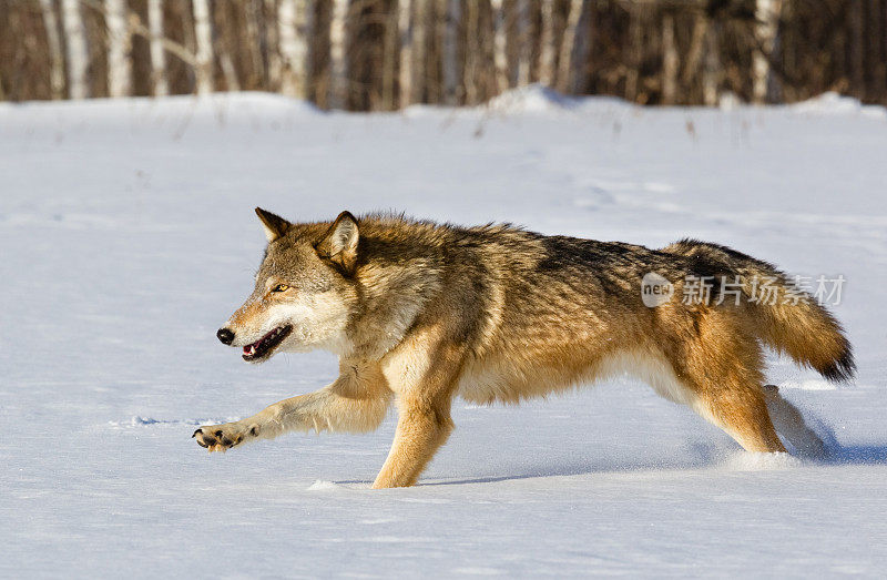 狼在冬天奔跑