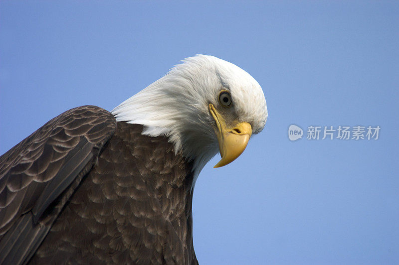 秃鹰头向下看在阿拉斯加