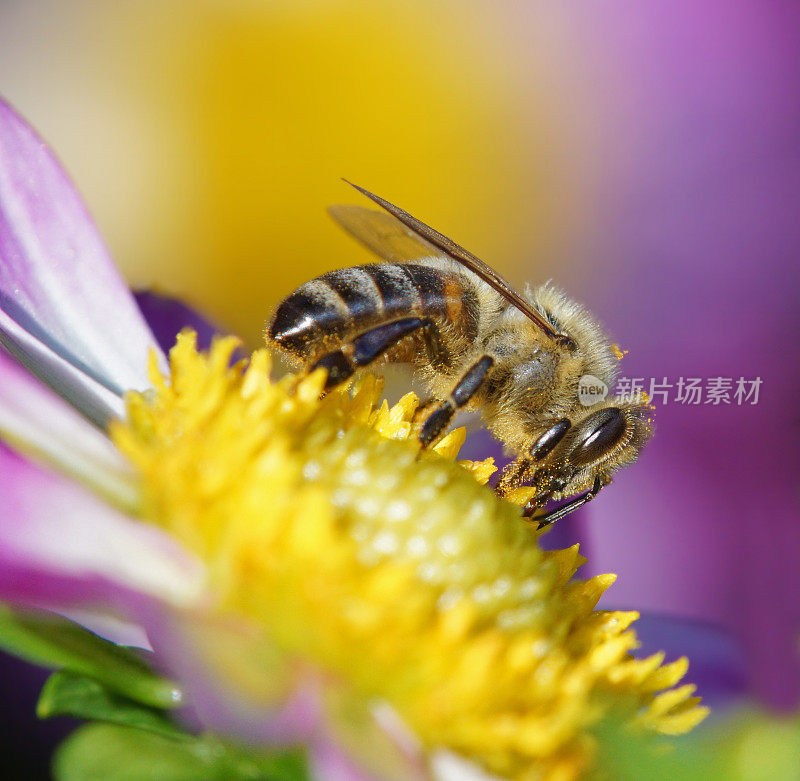 蜜蜂在大丽