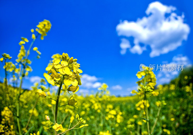 油料油菜花