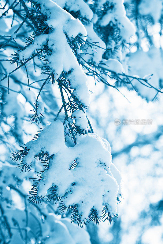 白雪覆盖的云杉树枝