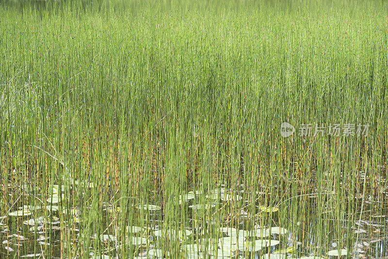 夏天灯心草在湖边生长