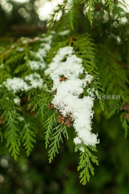 松树上的雪