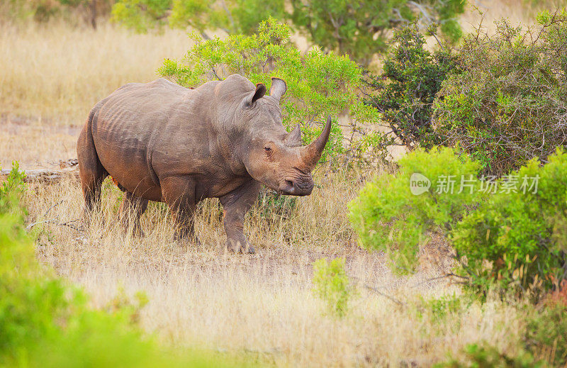 白犀牛——南非