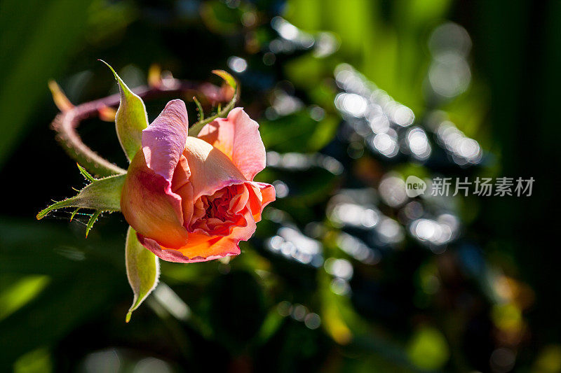 花园里粉红色的玫瑰花蕾