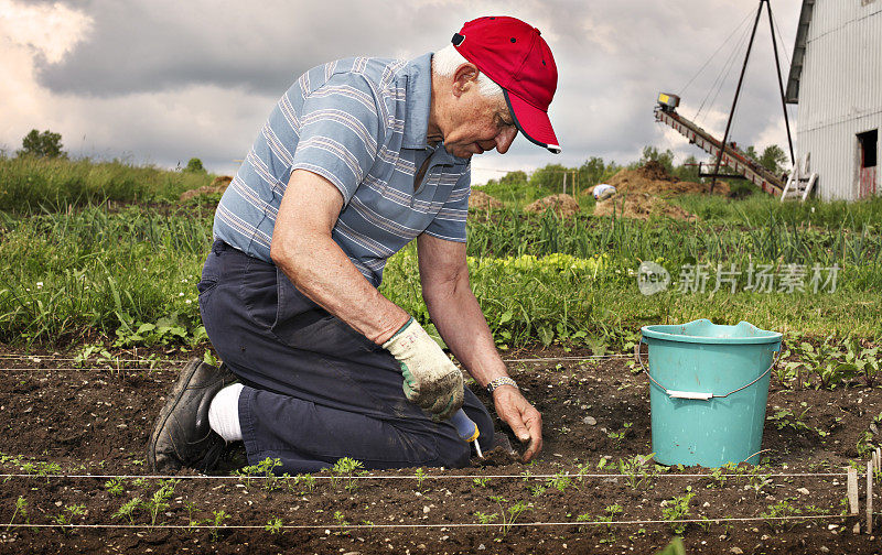 一位老农在给他的胡萝卜除草