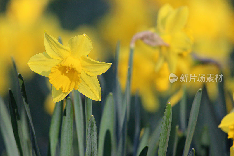 一大片黄色水仙花(水仙)的特写图像