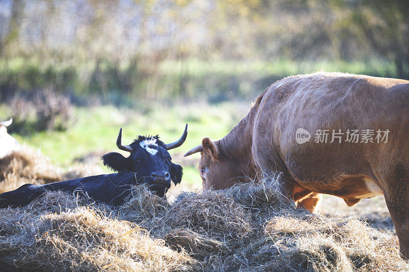 奶牛休息和吃干草
