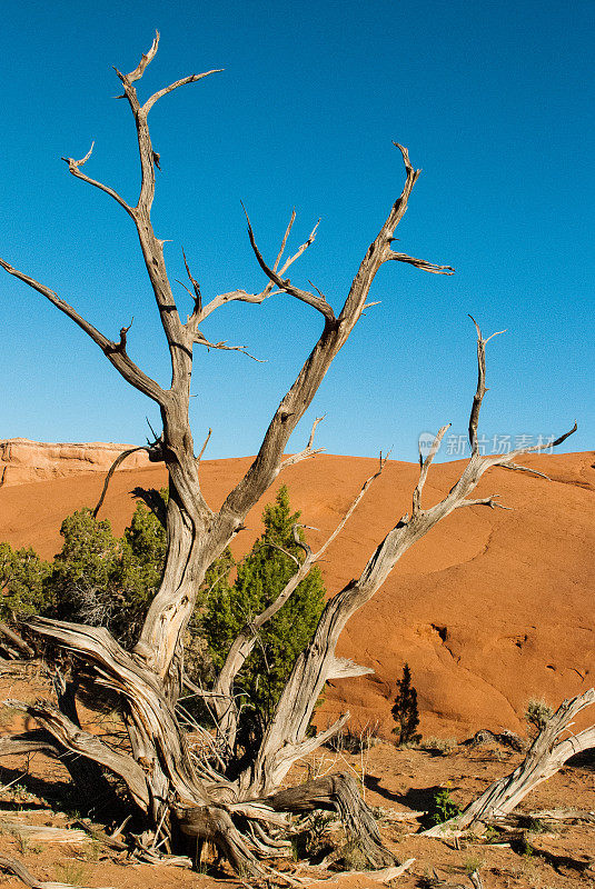死亡风化的节瘤松树柯达克罗盆地州立公园犹他州