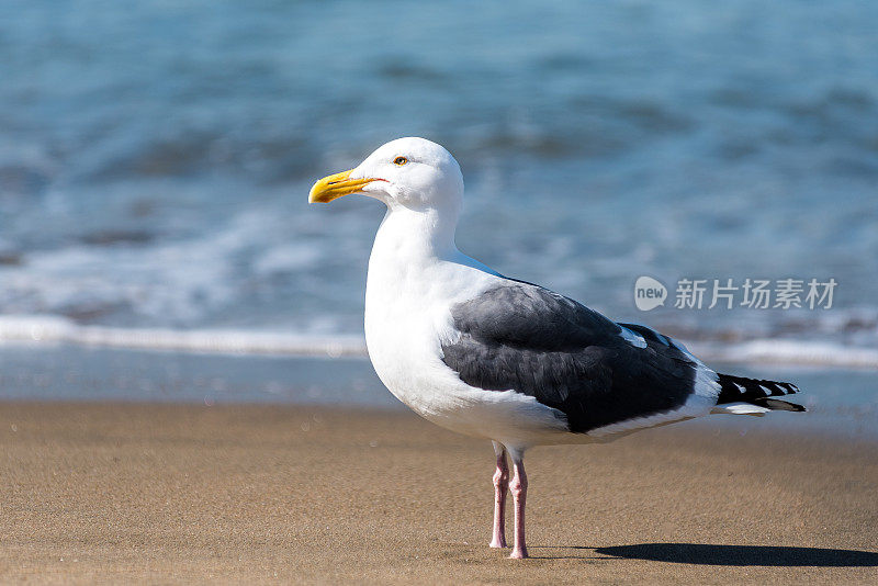 海滩上的太平洋海鸥