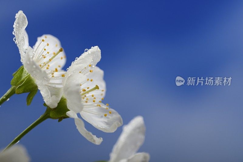 春雨过后的樱花