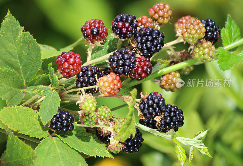 野生黑莓果实的形象，黑莓植物长着果实