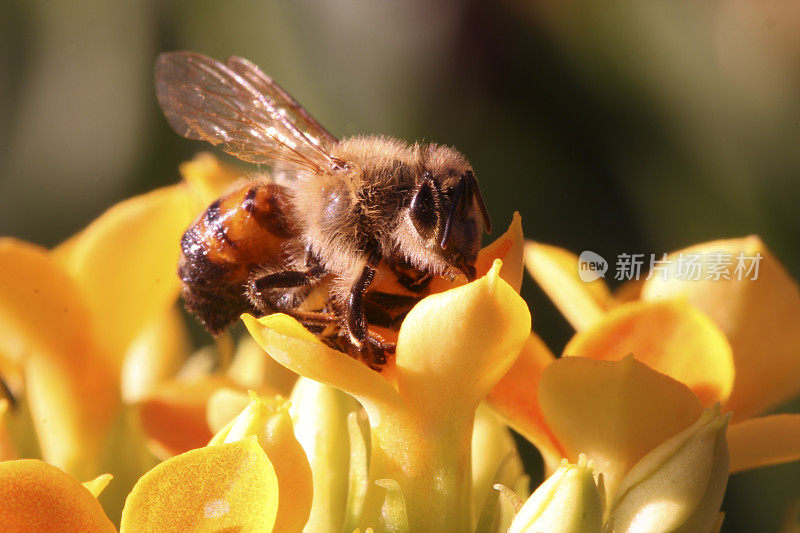 蜜蜂和黄金盏花