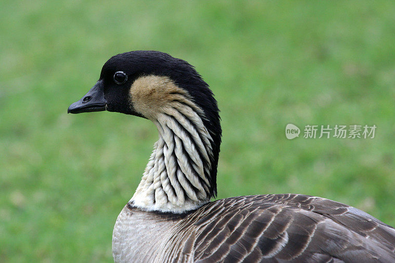 濒危的内内(夏威夷鹅)特写简介