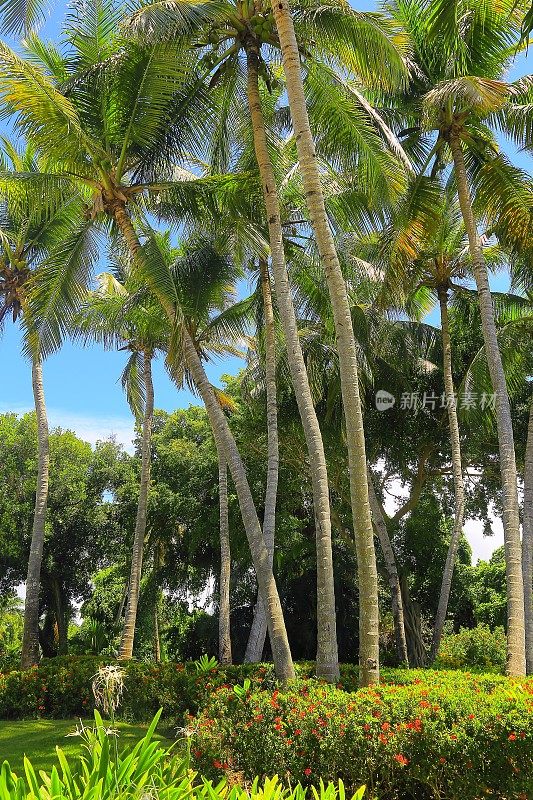 热带花园天堂放松，绿色椰子树枝叶阴影