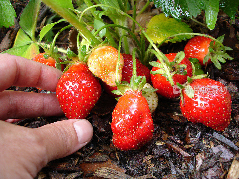 手摘草莓