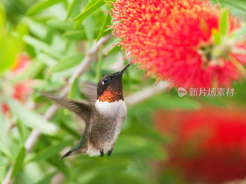 以瓶刷花为食的红喉蜂鸟