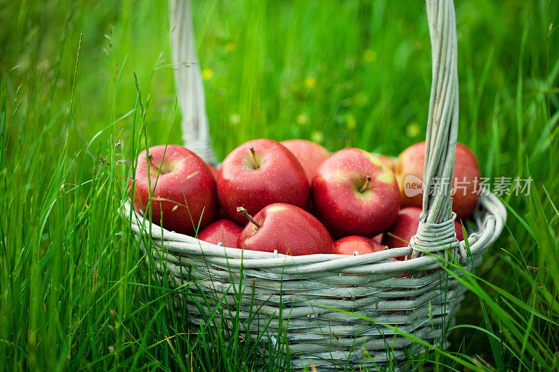 柳条篮子里的新鲜有机苹果